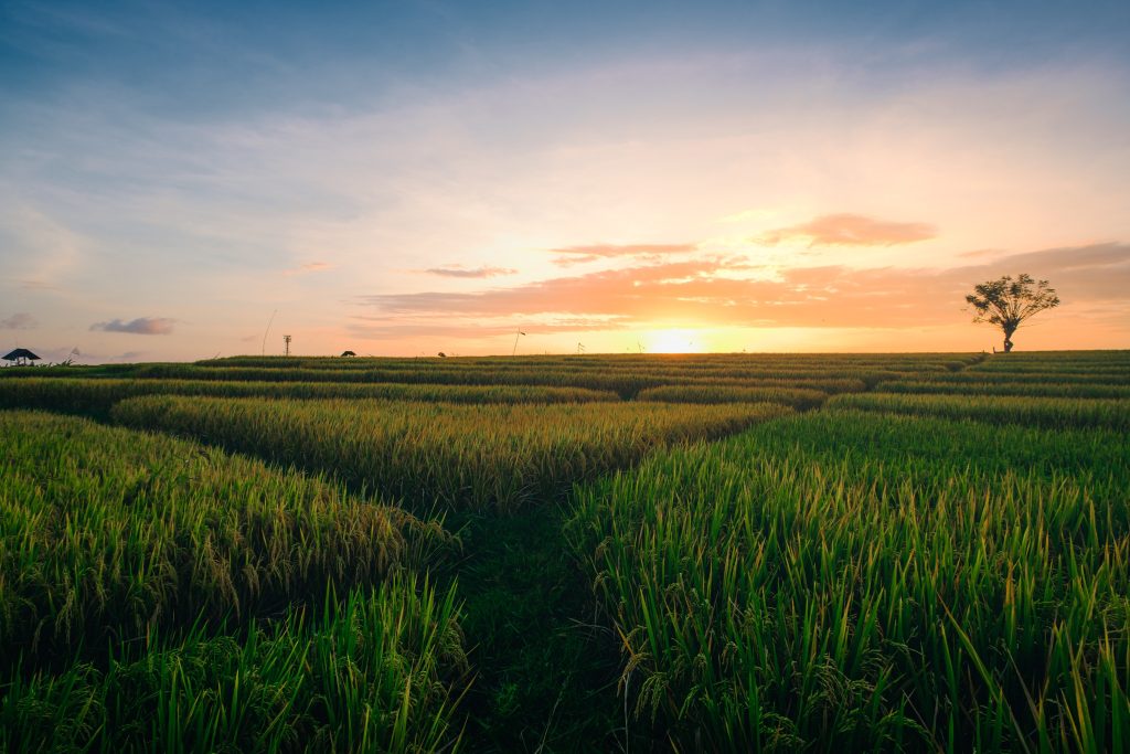 beautiful-view-green-fields-sunrise-captured-canggu-bali (1)